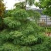 Miss Grace Weeping Dawn Redwood Tree (Metasequoia) - 3 Gallon Pot -Plant Serie Store metasequoia miss grace dawn redwood tree 6