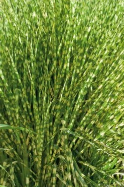 Gold Breeze Zebra Grass (Miscanthus) - 1 Gallon Pot -Plant Serie Store miscanthus gold breeze zebra grass 10
