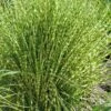 Gold Breeze Zebra Grass (Miscanthus) - 1 Gallon Pot 1 Gold Breeze Zebra Grass (Miscanthus) - 1 Gallon Pot -Plant Serie Store miscanthus gold breeze zebra grass 11