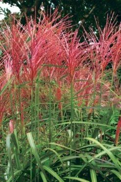 Flame Grass (Miscanthus 'Purpurascens') - 6 Pack Of 1 Gallon Pots -Plant Serie Store miscanthus purpurascens flame grass 1