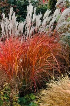 Flame Grass (Miscanthus 'Purpurascens') - 6 Pack Of 1 Gallon Pots -Plant Serie Store miscanthus purpurascens flame grass 10