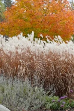 Flame Grass (Miscanthus 'Purpurascens') - 6 Pack Of 1 Gallon Pots -Plant Serie Store miscanthus purpurascens flame grass 4