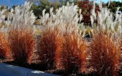 Flame Grass (Miscanthus 'Purpurascens') - 6 Pack Of 1 Gallon Pots -Plant Serie Store miscanthus purpurascens flame grass 5