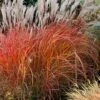 Flame Grass (Miscanthus 'Purpurascens') - 6 Pack Of 1 Gallon Pots -Plant Serie Store miscanthus purpurascens flame grass 6