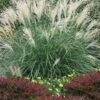 Little Kitten Dwarf Maiden Grass - Miscanthus Sinensis - 2 Gallon Pot -Plant Serie Store miscanthus sinensis little kitten maiden grass 1