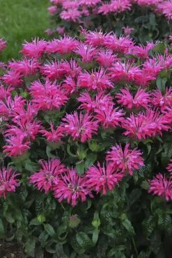 Electric Neon Pink Bee Balm (Monarda) - 1 Gallon Pot -Plant Serie Store monarda electric neon pink bee balm 1