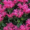 Electric Neon Pink Bee Balm (Monarda) - 1 Gallon Pot -Plant Serie Store monarda electric neon pink bee balm 2