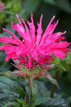 Electric Neon Pink Bee Balm (Monarda) - 1 Gallon Pot -Plant Serie Store monarda electric neon pink bee balm 6