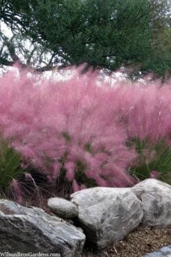 Pink Muhly Grass - Cotton Candy Grass - 1 Gallon Pot 18 Pink Muhly Grass - Cotton Candy Grass - 1 Gallon Pot -Plant Serie Store muhlenbergia capillaris pink muhly cotton candy grass 202 1