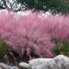 Pink Muhly Grass - Cotton Candy Grass - 3 Gallon Pot -Plant Serie Store muhlenbergia capillaris pink muhly cotton candy grass 202