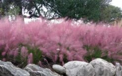 Pink Muhly Grass - Cotton Candy Grass - 1 Gallon Pot 15 Pink Muhly Grass - Cotton Candy Grass - 1 Gallon Pot -Plant Serie Store muhlenbergia capillaris pink muhly cotton candy grass 204 1