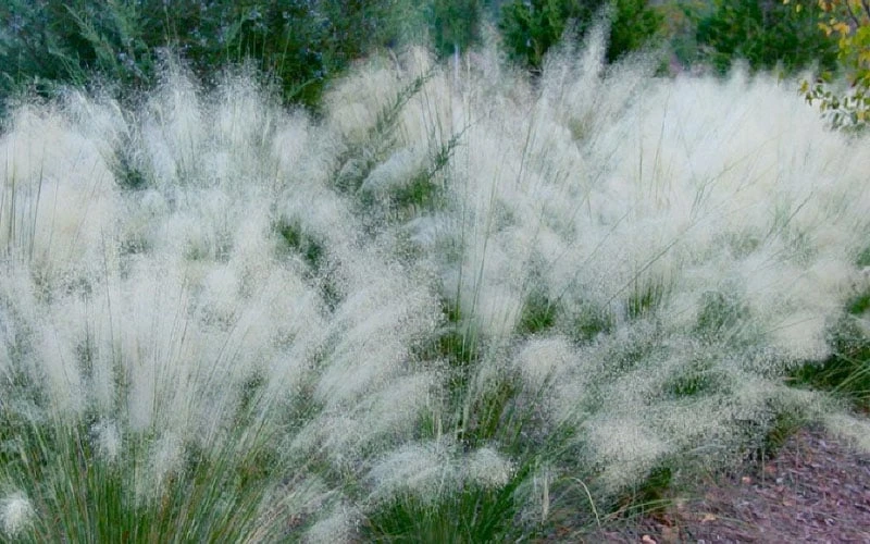 White Cloud Muhly Grass - 3 Gallon Pot 8 White Cloud Muhly Grass - 3 Gallon Pot - Image 6