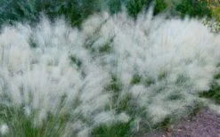 White Cloud Muhly Grass - 1 Gallon Pot -Plant Serie Store muhlenbergia capillaris white cloud muhly grass 102