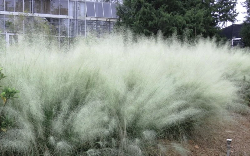 White Cloud Muhly Grass - 3 Gallon Pot 9 White Cloud Muhly Grass - 3 Gallon Pot - Image 7