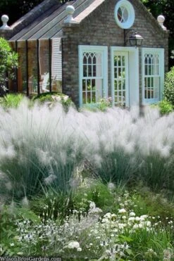 White Cloud Muhly Grass - 1 Gallon Pot -Plant Serie Store muhlenbergia capillaris white cloud muhly grass 108