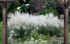 White Cloud Muhly Grass - 3 Gallon Pot 13 White Cloud Muhly Grass - 3 Gallon Pot -Plant Serie Store muhlenbergia capillaris white cloud muhly grass 109 1
