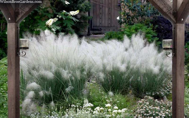 White Cloud Muhly Grass - 3 Gallon Pot 6 White Cloud Muhly Grass - 3 Gallon Pot - Image 4