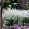 White Cloud Muhly Grass - 3 Gallon Pot 1 White Cloud Muhly Grass - 3 Gallon Pot -Plant Serie Store muhlenbergia capillaris white cloud muhly grass 12 1