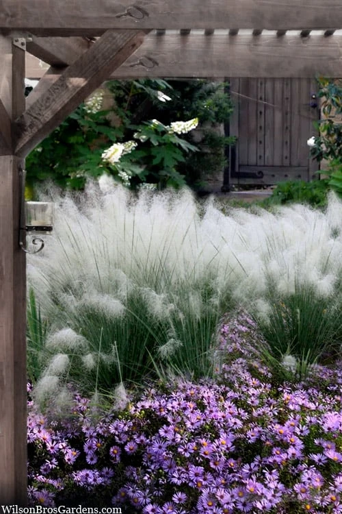 White Cloud Muhly Grass - 3 Gallon Pot 3 White Cloud Muhly Grass - 3 Gallon Pot