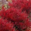 Bonfire Dwarf Nandina (Heavenly Bamboo) - 3 Gallon Pot -Plant Serie Store nandina bonfire 102