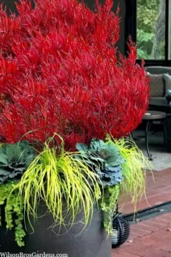 Bonfire Dwarf Nandina (Heavenly Bamboo) - 3 Gallon Pot -Plant Serie Store nandina bonfire 105