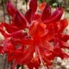 Radiant Red Aromi Azalea (Rhododendron Hybrid) - 3 Gallon Pot -Plant Serie Store native azalea radiant red 5