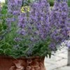 Little Trudy Catmint - 5 Pack Of Quart Pots -Plant Serie Store nepeta little trudy catmint 11