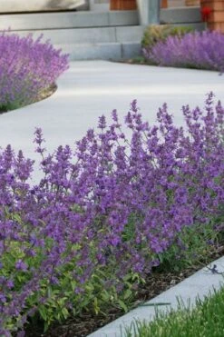 Little Trudy Catmint - 5 Pack Of Quart Pots -Plant Serie Store nepeta little trudy catmint 3