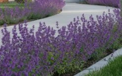 Little Trudy Catmint - 5 Pack Of Quart Pots -Plant Serie Store nepeta little trudy catmint 5