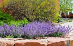 Little Trudy Catmint - 5 Pack Of Quart Pots -Plant Serie Store nepeta little trudy catmint 8