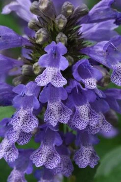 Blue Prelude Catmint (Nepeta) - 1 Gallon Pot 11 Blue Prelude Catmint (Nepeta) - 1 Gallon Pot -Plant Serie Store nepeta prelude blue catmint 1