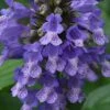 Blue Prelude Catmint (Nepeta) - 1 Gallon Pot -Plant Serie Store nepeta prelude blue catmint 2
