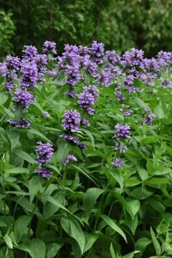 Blue Prelude Catmint (Nepeta) - 1 Gallon Pot 10 Blue Prelude Catmint (Nepeta) - 1 Gallon Pot -Plant Serie Store nepeta prelude blue catmint 3