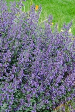 Six Hills Giant Catmint (Nepeta) - 5 Pack Of Quart Pots -Plant Serie Store nepeta six hills giant catmint 1