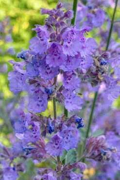Six Hills Giant Catmint (Nepeta) - 5 Pack Of Quart Pots -Plant Serie Store nepeta six hills giant catmint 10