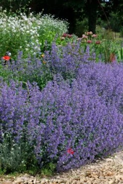 Six Hills Giant Catmint (Nepeta) - 5 Pack Of Quart Pots -Plant Serie Store nepeta six hills giant catmint 2