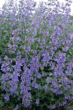 Six Hills Giant Catmint (Nepeta) - 5 Pack Of Quart Pots -Plant Serie Store nepeta six hills giant catmint 7