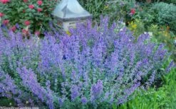 Six Hills Giant Catmint (Nepeta) - 5 Pack Of Quart Pots -Plant Serie Store nepeta six hills giant catmint 8
