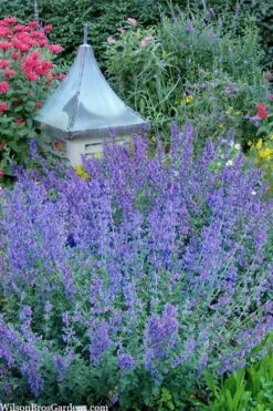 Six Hills Giant Catmint (Nepeta) - 5 Pack Of Quart Pots -Plant Serie Store nepeta six hills giant catmint 9