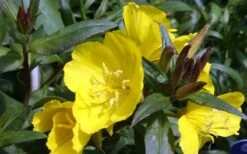Fireworks Sundrops (Oenothera Fruticosa) - 1 Gallon Pot -Plant Serie Store oenothera fruticosa fireworks sundrops 12