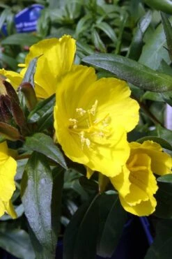 Fireworks Sundrops (Oenothera Fruticosa) - 1 Gallon Pot -Plant Serie Store oenothera fruticosa fireworks sundrops 13