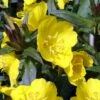 Fireworks Sundrops (Oenothera Fruticosa) - 1 Gallon Pot -Plant Serie Store oenothera fruticosa fireworks sundrops 14