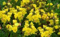 Fireworks Sundrops (Oenothera Fruticosa) - 1 Gallon Pot -Plant Serie Store oenothera fruticosa fireworks sundrops 16
