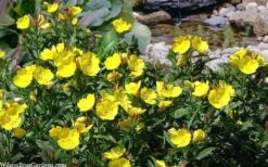 Fireworks Sundrops (Oenothera Fruticosa) - 1 Gallon Pot -Plant Serie Store oenothera fruticosa fireworks sundrops 17