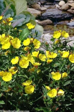 Fireworks Sundrops (Oenothera Fruticosa) - 1 Gallon Pot -Plant Serie Store oenothera fruticosa fireworks sundrops 18