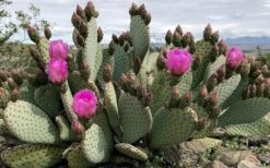 Beavertail Prickly Pear Cactus - 3 Gallon Pot -Plant Serie Store opuntia basilaris beavertail prickly pear cactus 2