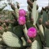 Beavertail Prickly Pear Cactus - 3 Gallon Pot -Plant Serie Store opuntia basilaris beavertail prickly pear cactus 3