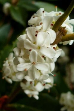 Fortune's Cold Hardy Tea Olive (Fragrant Osmanthus) - 7 Gallon Pot (3-4') -Plant Serie Store osmanthus fortunei fragrant tea olive 2