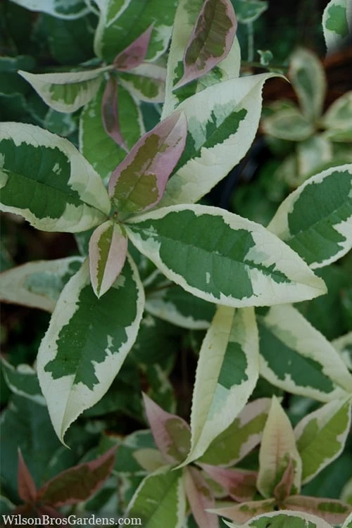 Pink Flush Variegated Tea Olive (Osmanthus Fragrans 'Yinbi Shuanghui') - Quart Pot 3 Pink Flush Variegated Tea Olive (Osmanthus Fragrans 'Yinbi Shuanghui') - Quart Pot