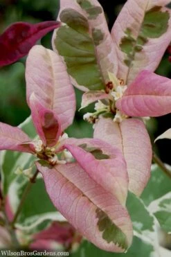 Pink Flush Variegated Tea Olive (Osmanthus Fragrans 'Yinbi Shuanghui') - Quart Pot 12 Pink Flush Variegated Tea Olive (Osmanthus Fragrans 'Yinbi Shuanghui') - Quart Pot -Plant Serie Store osmanthus frangrans yinbi shuangui variegated tea olive 10 4